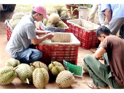 Sầu Riêng, Chôm Chôm Long Khánh Vào Siêu Thị Nhật