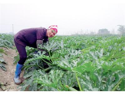 Cánh Đồng 10 Loại Cây Ở Xuân Sơn (Quảng Ninh)