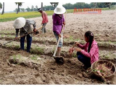 Đồng Bào Khmer Được Mùa Khoai Lang