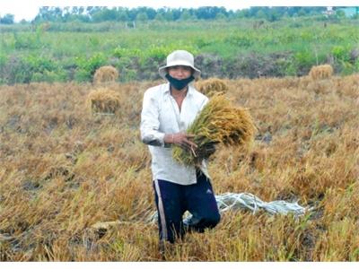 Tăng Tốc Vụ Tôm Trên Đất Tôm - Lúa