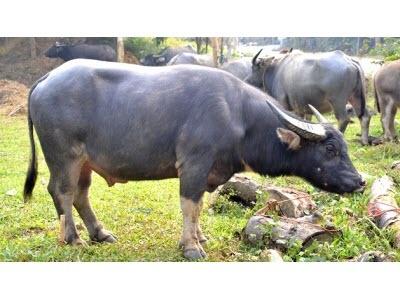 Công Bố Chỉ Dẫn Địa Lý Trâu Bảo Yên