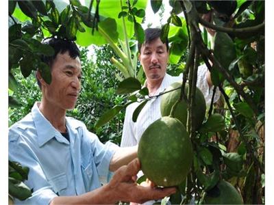 Người Đưa Bưởi Diễn Về Trồng Ở Quý Quân