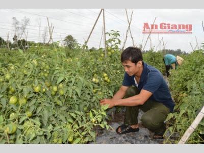 Trồng Cà Chua Thu Lợi Nhuận Cao