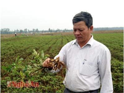 Năng Suất Lạc Đông Giảm