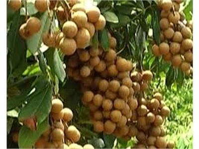 Phòng Trị Nhãn Chổi Rồng Theo Quy Trình, Tỷ Lệ Nhiễm Bệnh Chỉ Còn 5 - 20%