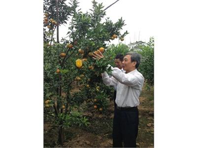 Quả Tết Chín Sớm, Người Trồng Thiệt Hại