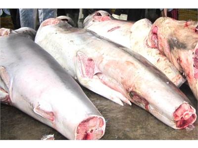 Ngư Dân Trúng Đậm Cá Mùa Biển Động