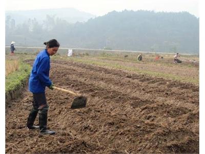 Lộc Bình Vào Vụ Khoai Tây