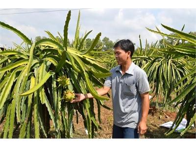 Trồng Thanh Long Ruột Đỏ Theo Tiêu Chuẩn GAP