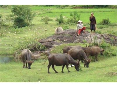 Quảng Ngãi Tăng Cường Bảo Vệ Đàn Trâu, Bò Trong Mùa Đông