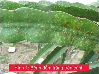 Triển Khai Tháng Cao Điểm Phòng, Chống Bệnh Đốm Nâu Trên Cây Thanh Long