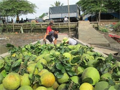 Bưởi Tết Sẽ Thiếu Nguồn Cung?