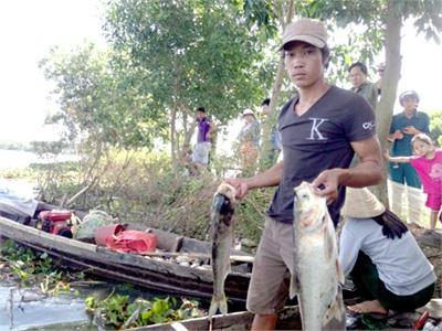 Cá Chết Trắng Bửng, Gây Thiệt Hại Hàng Trăm Triệu Đồng