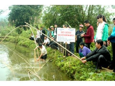 Tuyên Quang Triển Khai Mô Hình Nuôi Cá Rô Phi Đơn Tính