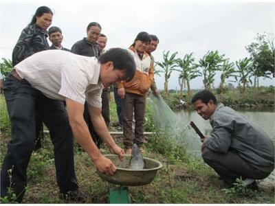 Nuôi Thử Nghiệm Thành Công Cá Trắm Đen Thương Phẩm Bằng Thức Ăn Viên Tổng Hợp