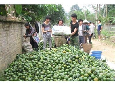 Cam Hàm Yên Trúng Lớn