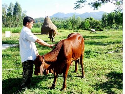 Bình Định Chăn Nuôi Bò Thịt Hiệu Quả, Bền Vững