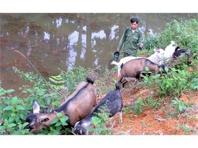 Dự Án Chăn Nuôi Dê Phát Huy Hiệu Quả Tốt