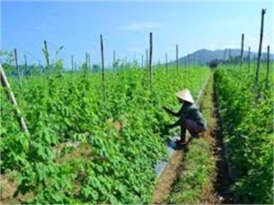 Nhiều Mô Hình Chuyển Đổi Cơ Cấu Cây Trồng Trên Đất Lúa Đạt Hiệu Quả Cao