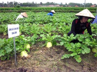 Quảng Yên (Quảng Ninh) Trồng Thành Công Giống Cải Củ Hàn Quốc