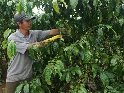 Cần Cơ Chế Hỗ Trợ Tín Dụng Cho Tái Canh Cà Phê