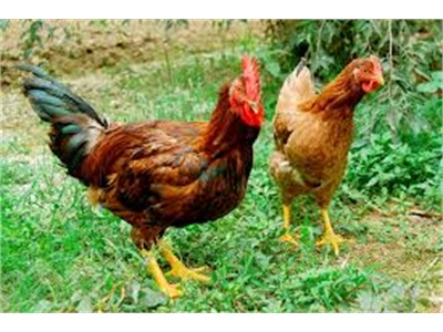 Mở Rộng Kênh Phân Phối Gà Đồi Yên Thế