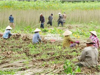 Khoai Mì Rớt Giá Thê Thảm