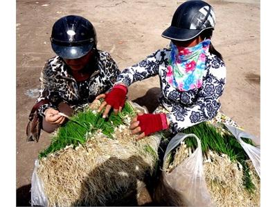Kiệu Rau Phù Mỹ Mất Mùa, Mất Giá