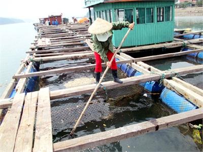 Vân Đồn (Quảng Ninh) Phát Huy Thế Mạnh Ngành Thuỷ Sản