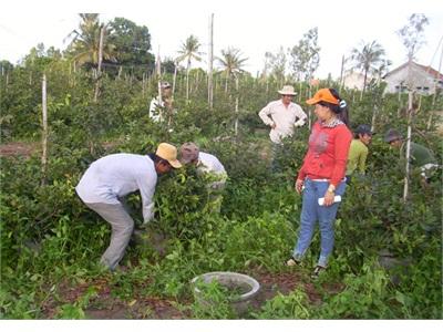 Mai, Quất Xuất Vườn Sớm