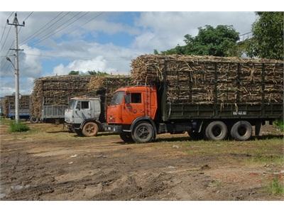 Lấy Lại Niềm Tin Cây Mía