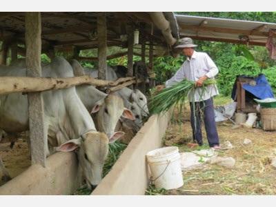 Mô Hình Trồng Bắp Non Kết Hợp Chăn Nuôi Bò Đạt Hiệu Quả