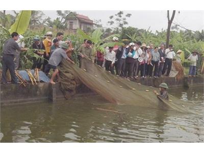 Hiệu Quả Từ Mô Hình Nuôi Cá Nước Ngọt Theo Tiêu Chuẩn VietGAP