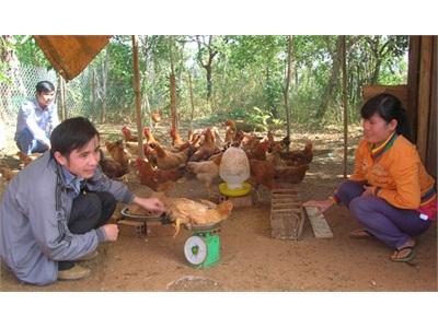 Người Chăn Nuôi Tích Cực Chuẩn Bị Hàng Phục Vụ Tết