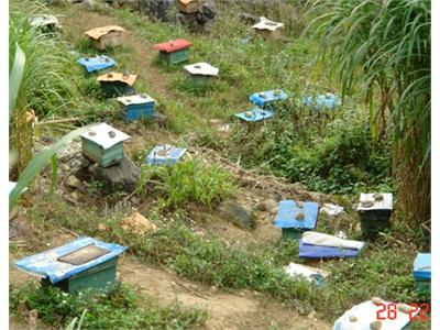 Huyện Mèo Vạc (Hà Giang) Có Gần 6.000 Đàn Ong Mật