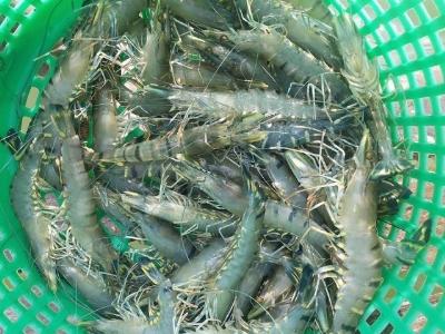 Sục khí ao hồ thủy sản
