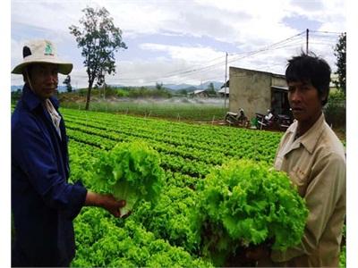 Rau Kỷ Luật Ở Suối Thông B