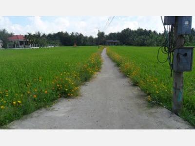Nông Dân Tích Cực Hưởng Ứng Mô Hình Ruộng Lúa Bờ Hoa