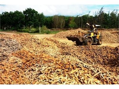 Sắn Mất Mùa, Rớt Giá