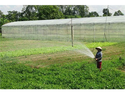 Quy Hoạch Vùng Sản Xuất Rau, Màu Ứng Dụng Công Nghệ Cao Gần 7.500 Ha