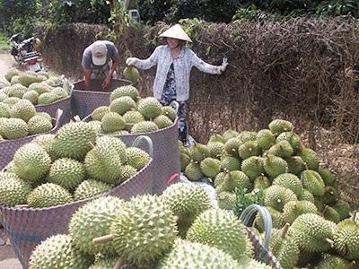 Sản Xuất Trái Cây Rải Vụ Khai Thác Lợi Thế, Tăng Hiệu Quả Sản Xuất