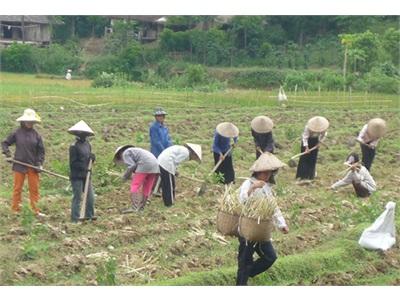 Sản Xuất Vụ Thu Đông Ở Mường Chà