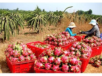 Thanh Long Bình Thuận: Chưa Có Mặt Ở Nhiều Siêu Thị