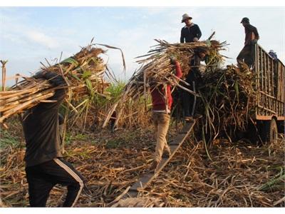 Nông Dân Chưa An Tâm Về Cây Mía