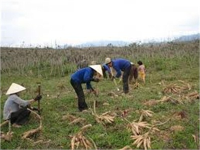 Huyện Sông Hinh (Phú Yên) Thu Hoạch Gần 3.000ha Sắn