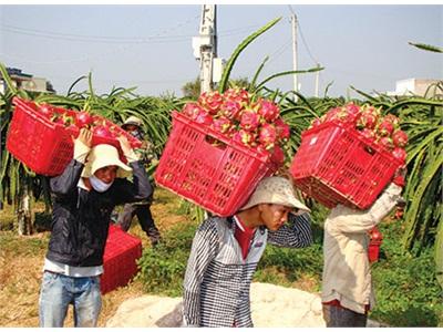 Thanh Long Bình Thuận Gập Ghềnh Nơi Biên Giới