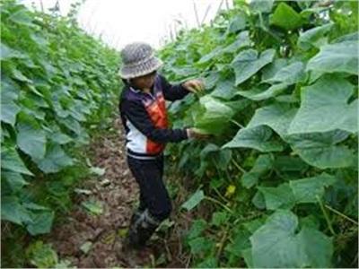 Cánh Đồng Mẫu Dưa Bao Tử Lãi Gần 150 Triệu Đồng/ha/vụ