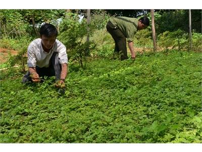 Trồng Giảo Cổ Lam, Kim Tiền Thảo