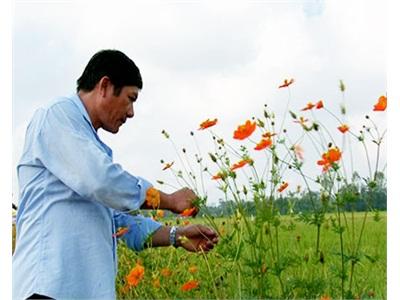 Hiệu Quả Qua 4 Năm Thực Hiện Mô Hình Trồng Hoa Trên Bờ Ruộng Ở Tân Phước (Tiền Giang)