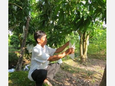 Thành Phố Cao Lãnh (Đồng Tháp) Phát Triển Ngành Hàng Xoài Gắn Với Du Lịch